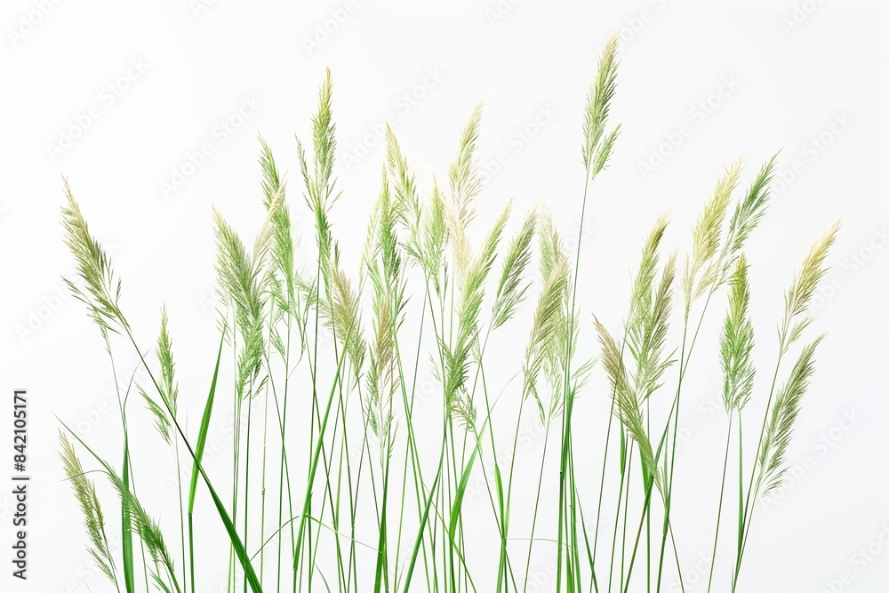 A group of wild grasses gathered in a minimalist arrangement on white A group of wild grasses gathered in a minimalist arrangement on white