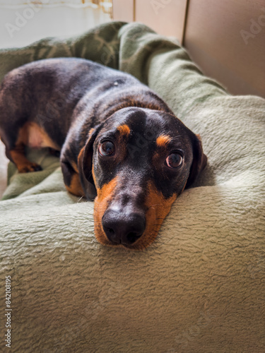 A black and brown dog is laying on a green blanket