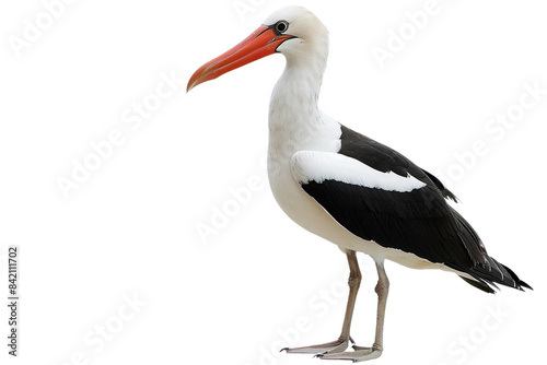 PNG Animal bird wildlife seabird photo