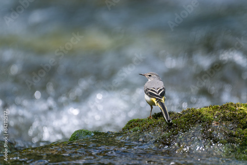 Yellow wagtail on a rock in the mountain river photo