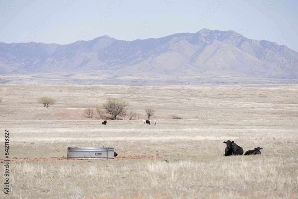 Obraz premium sonoita az arizona wine country cow moo calf mom mommy moo mountain blue purple nature wildlife beauty windmill farm farmhouse water drinking laying animals animal grass green az arizonacountry, so