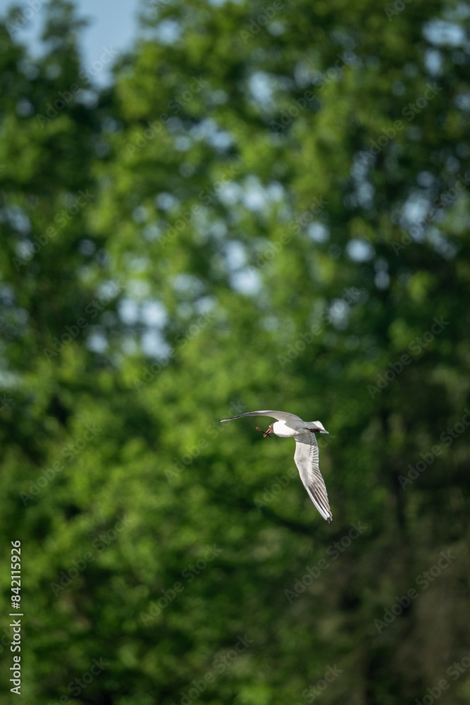 An adult seagull flying high with trees in the background. An adult seagull flying high with trees in the background.