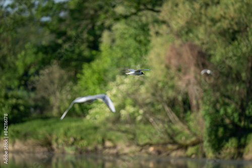 Adult seagull flying above the water surface.