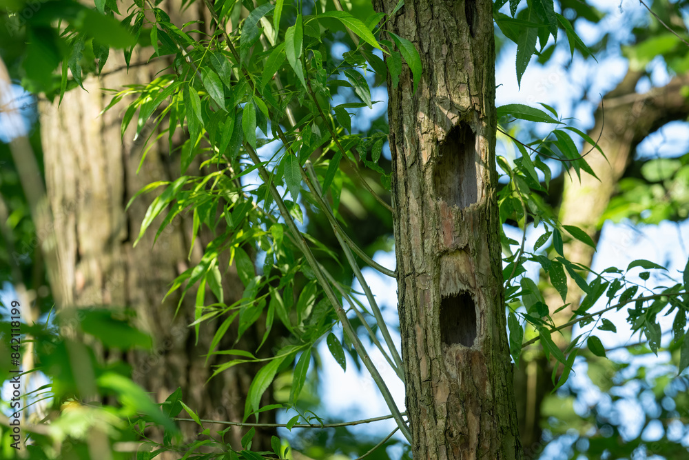 Two woodpecker holes in a young willow trunk. Two woodpecker holes in a young willow trunk.