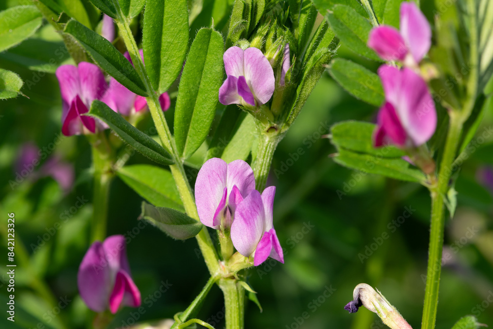Close up of common vetch (vicia sativa) flowers in bloom Close up of common vetch (vicia sativa) flowers in bloom