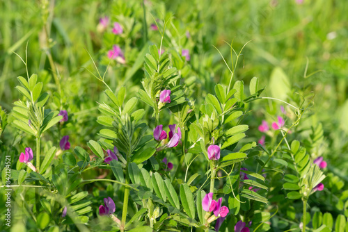 Close up of common vetch (vicia sativa) flowers in bloom