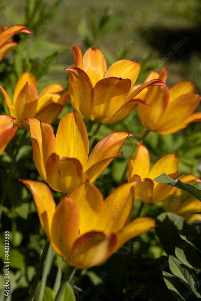 tulip flowers for decorating the yard in spring tulip flowers for decorating the yard in spring