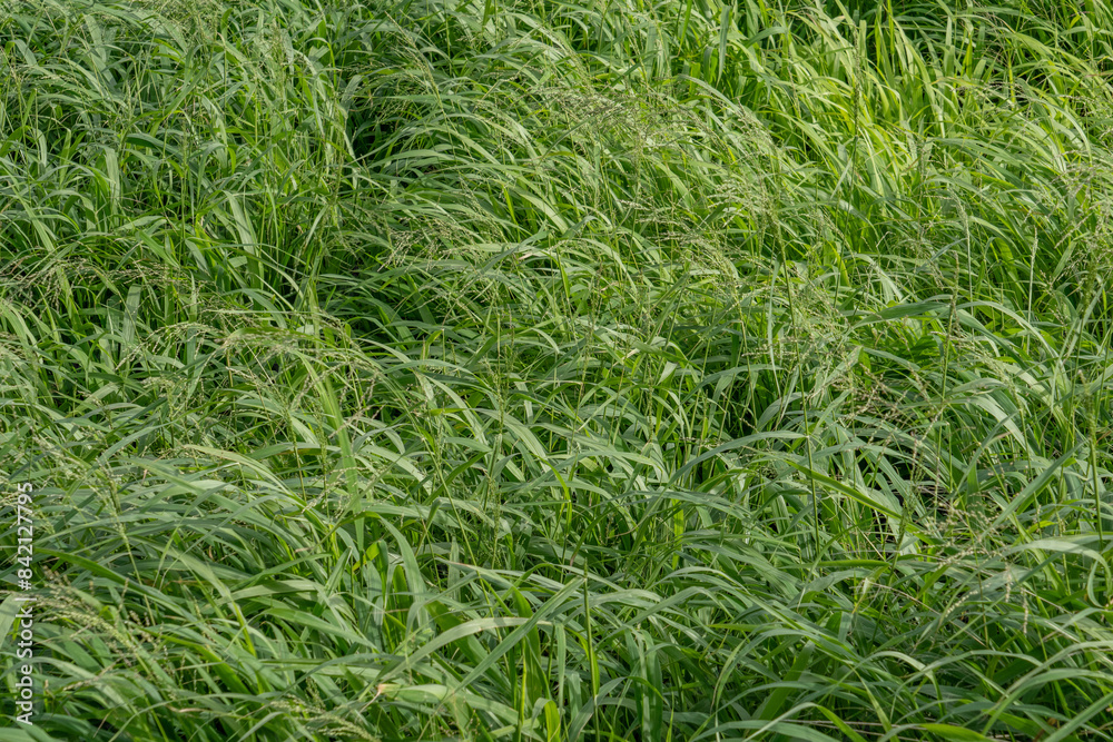 Megathyrsus maximus, known as Guinea grass and green panic grass, is a large perennial bunch grass that is native to Africa and Yemen. Hawai'i Kai Lookout HONOLULU OAHU HAWAII PLANT
Megathyrsus maximus, known as Guinea grass and green panic grass, is a large perennial bunch grass that is native to Africa and Yemen. Hawai'i Kai Lookout HONOLULU OAHU HAWAII PLANT