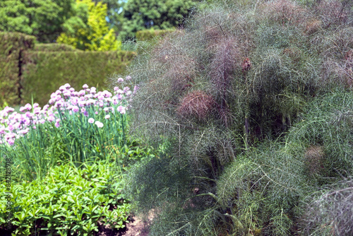 Bronze Fennel Foeniculum vulgare Purpurascens has wispy fine foliage and makes a bold statement in the perennial or edible garden.