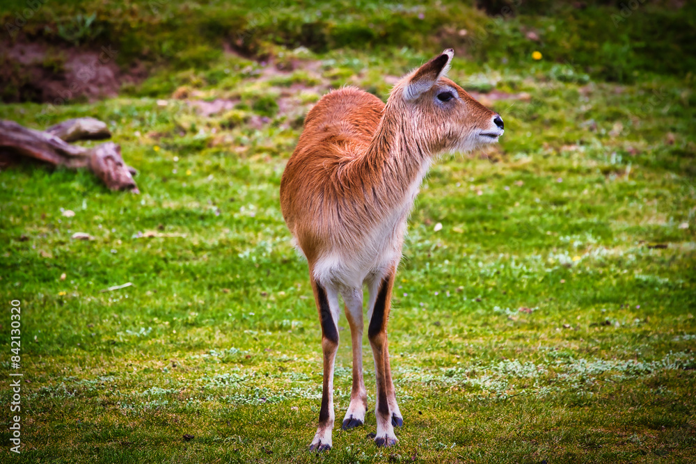 Young antelope in a grassy field Young antelope in a grassy field