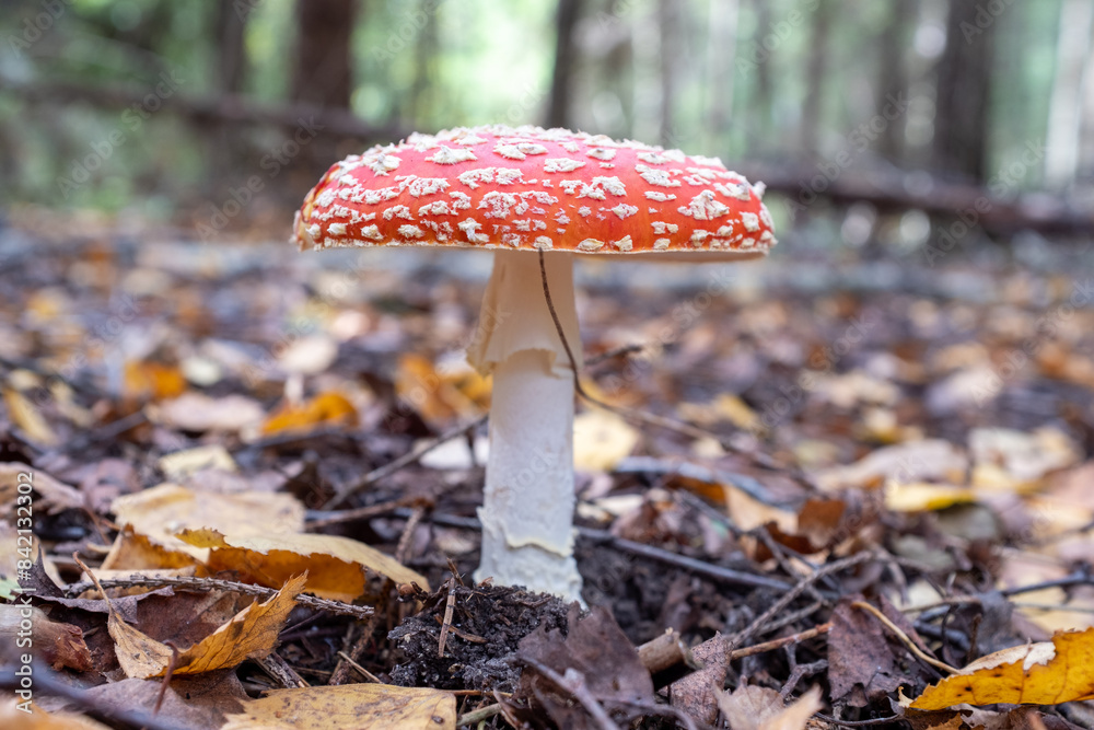 Red fly agaric among the fallen leaves on autumn forest. Poisonous mushroom. Amanita Muscaria fungus for publication, poster, screensaver, wallpaper, cover, post. High quality photo