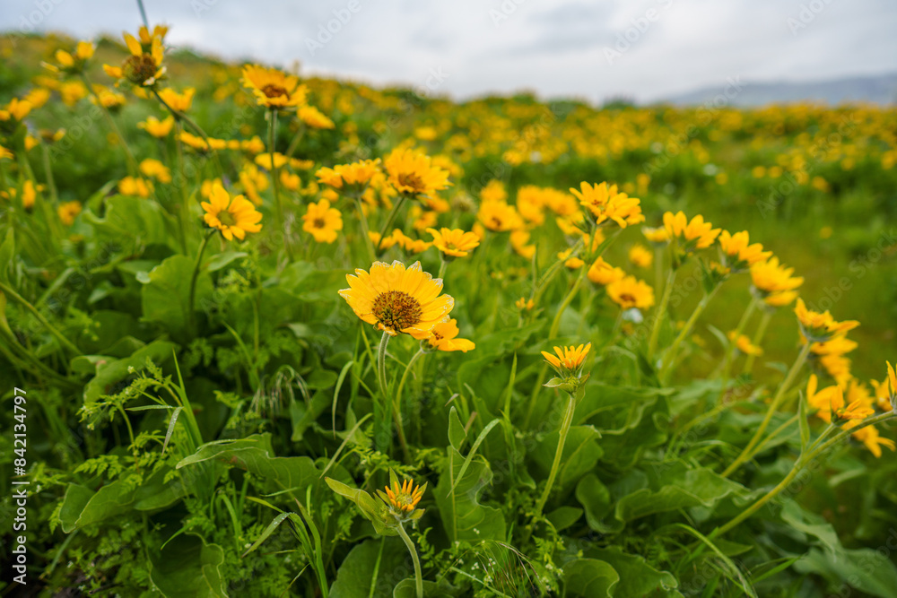 Spring Wildflowers Spring Wildflowers