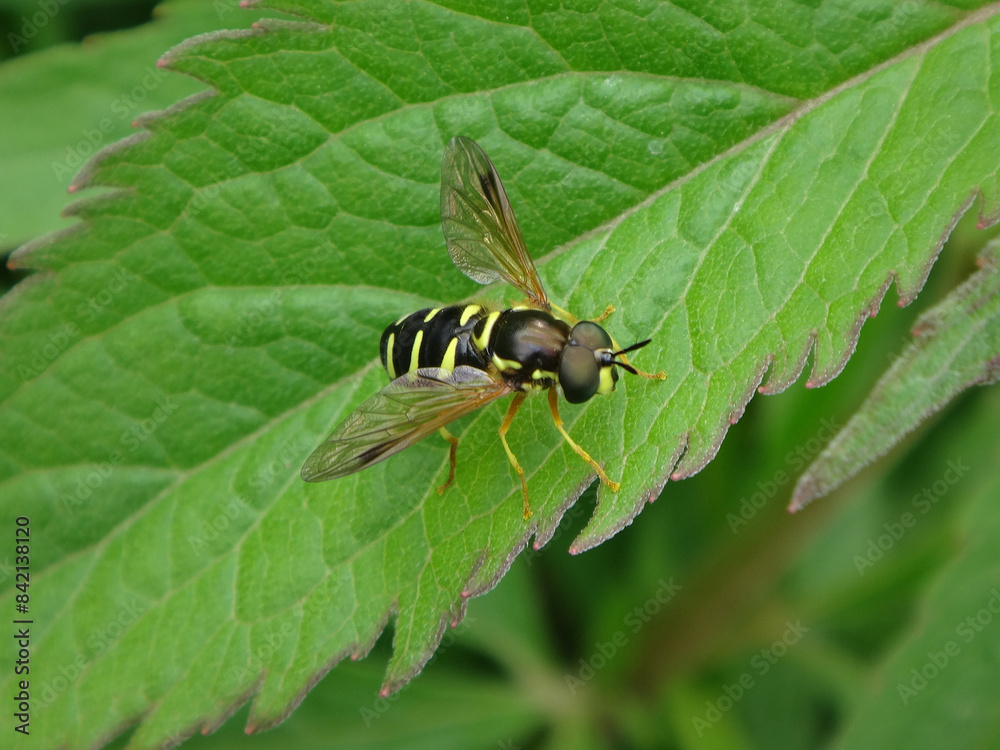 Hook-barred spearhorn hover fly (Chrysotoxum festivum), male resting on a green leaf