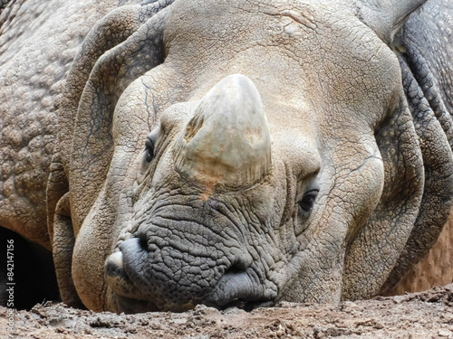 Quadro su tela Close-up shot of the face of a rhinoceros lying on the ground