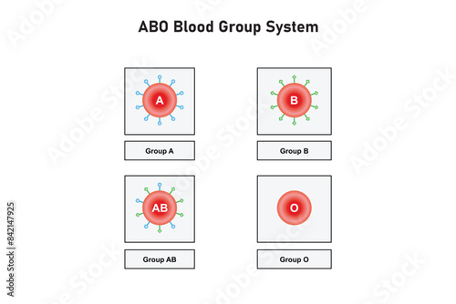 ABO Blood Group System Scientific Design. Vector Illustration.