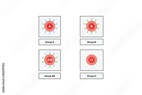 ABO Blood Group System Scientific Design. Vector Illustration.