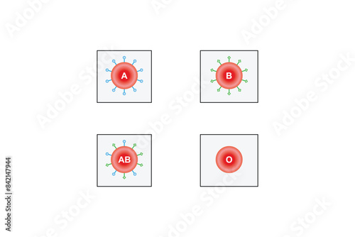 ABO Blood Group System Scientific Design. Vector Illustration.
