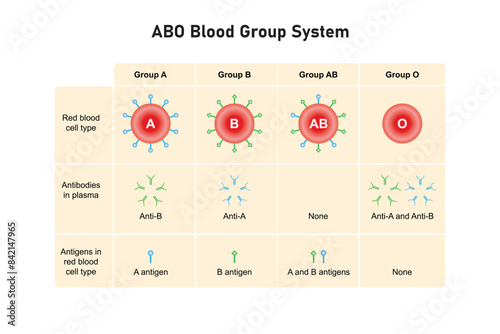 ABO Blood Group System Scientific Design. Vector Illustration.