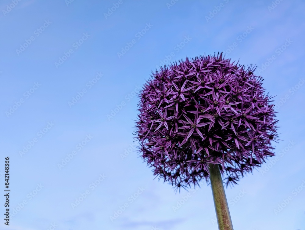Closeup of delicate beautiful purple flowers, seasonal background, floral template, nature wallpaper