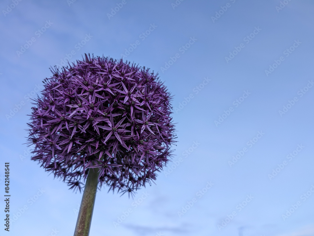 Fototapeta premium Closeup of delicate beautiful purple flowers, seasonal background, floral template, nature wallpaper