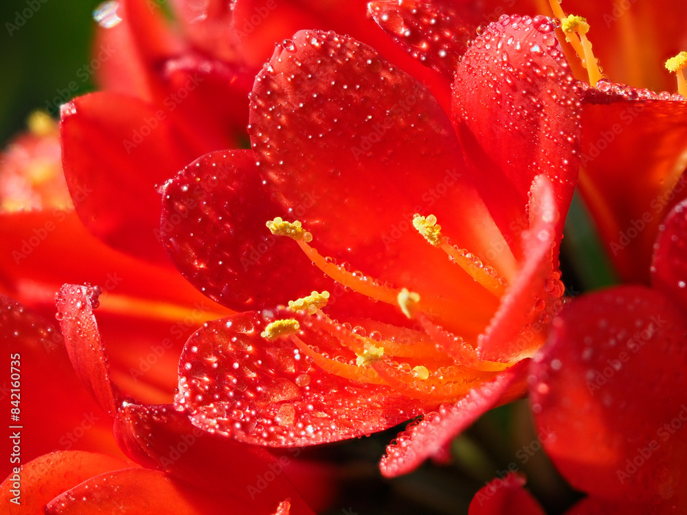 水滴が付いたクンシランの花
水滴が付いたクンシランの花