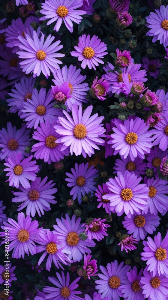 Purple aster flowers in full bloom with yellow centers, vibrant garden view. Floral nature beauty concept Purple aster flowers in full bloom with yellow centers, vibrant garden view. Floral nature beauty concept