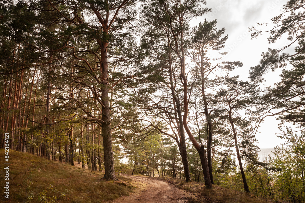 Panorama of a path, a k-hiking trail in a fir and pine tree forest by by the Baltic Sea in Saulkrasti: Discovering Scenic Beauty of Latvia. Saulkrasti is a sea resort of Latvia in the baltic states. Panorama of a path, a k-hiking trail in a fir and pine tree forest by by the Baltic Sea in Saulkrasti: Discovering Scenic Beauty of Latvia. Saulkrasti is a sea resort of Latvia in the baltic states.