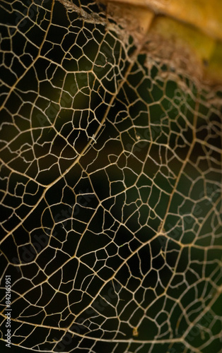 leaf macro