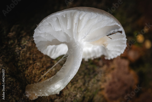 mushroom in the forest