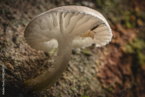 mushroom in the forest