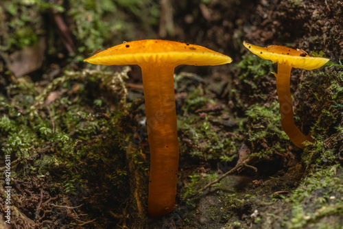 mushrooms in the forest