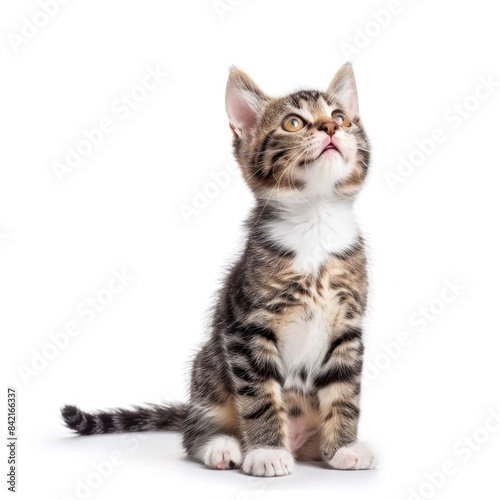 Cat isolated on white background 