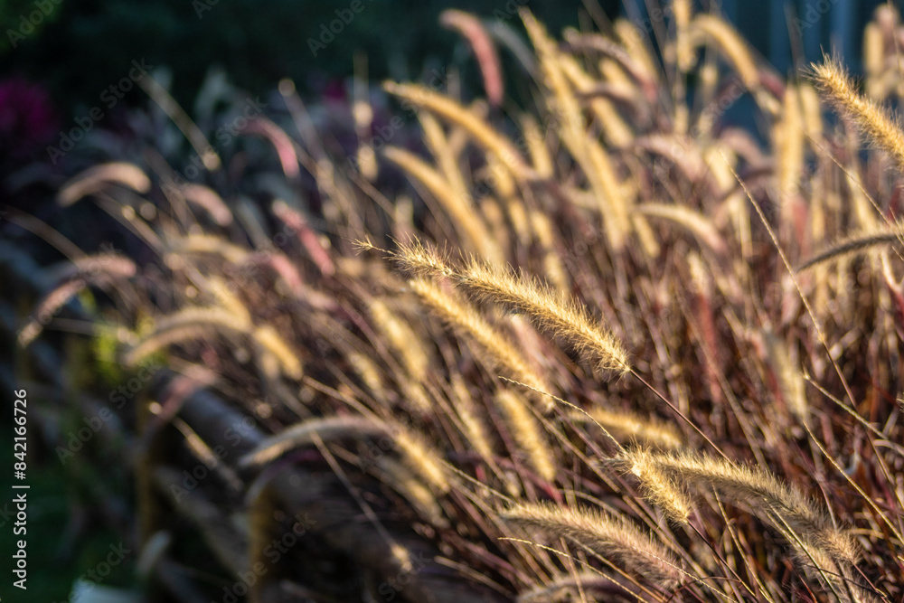 Fototapeta premium flor do campo