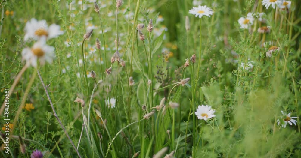 A Bee Pollinates Flowers in a Flower Meadow A Bee Pollinates Flowers in a Flower Meadow