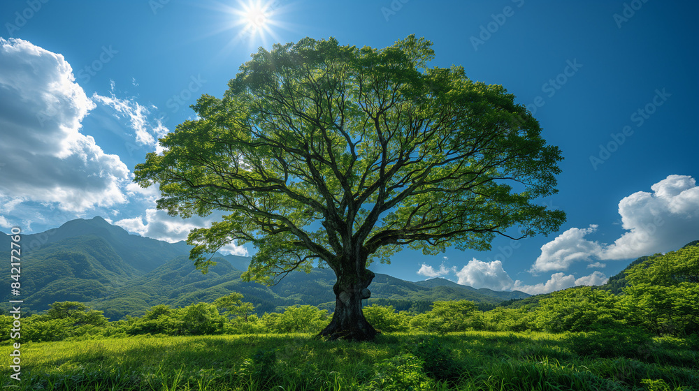 Obraz premium 青空と大木
