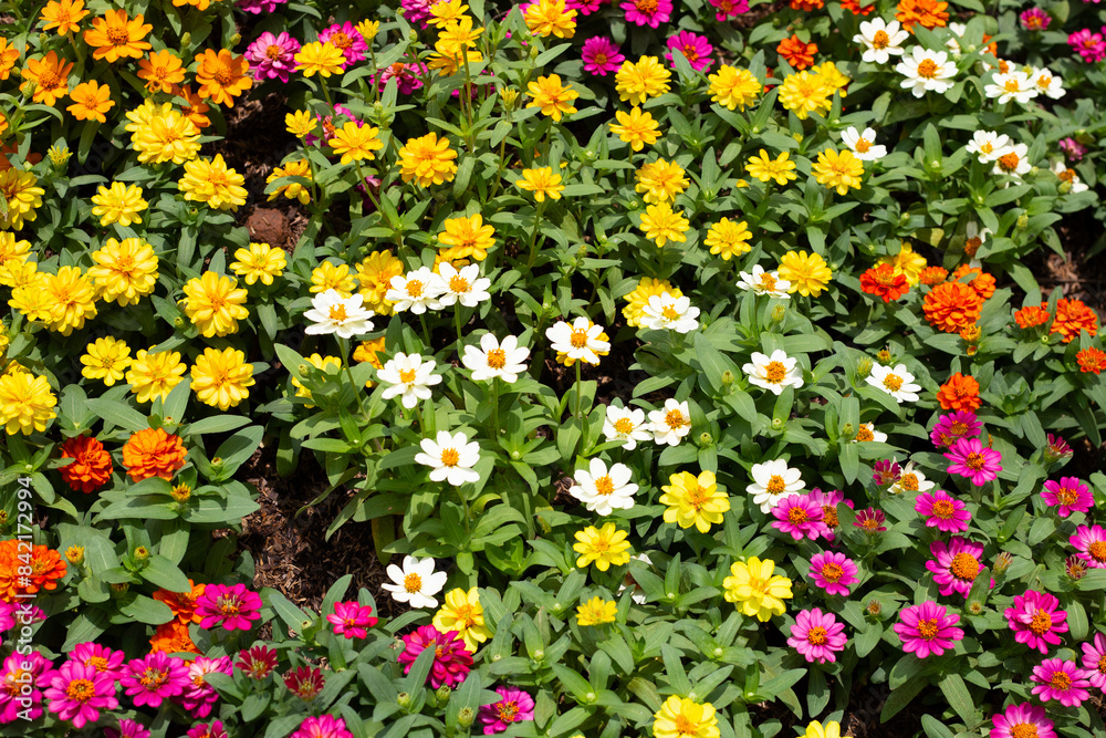 Zinnia flower in the garden Zinnia flower in the garden