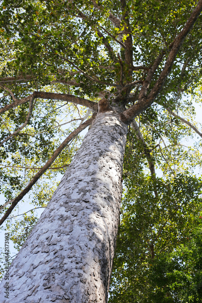 Fototapeta premium Big and tall tree with branches