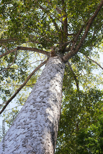 Big and tall tree with branches photo