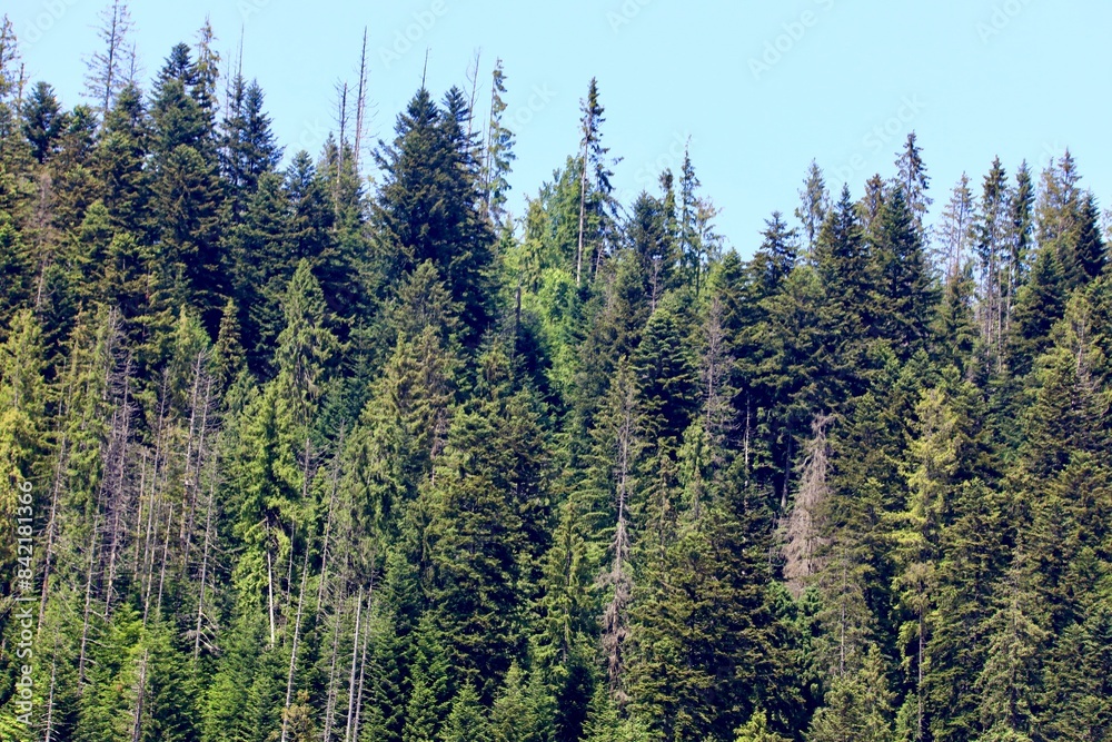 Tree lined mountain scene Tree lined mountain scene