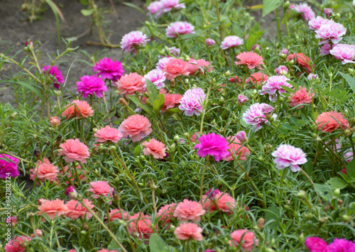 pink Purslane flowers in nature