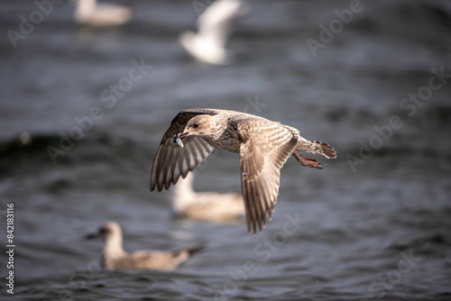 seagull in flight with a fish in mouth