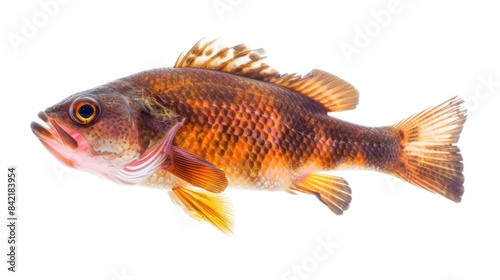 Fisher full body clearly photo on white background , 