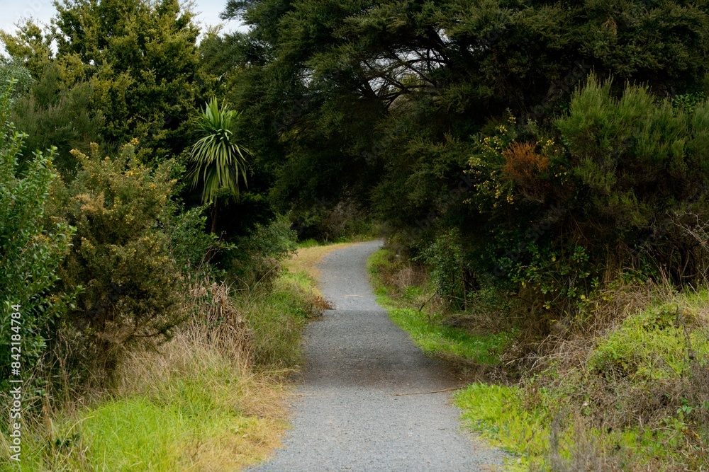 Autumn Footpath Through New Zealand Vegetation: Vibrant Foliage Trail in Natural Landscape Autumn Footpath Through New Zealand Vegetation: Vibrant Foliage Trail in Natural Landscape