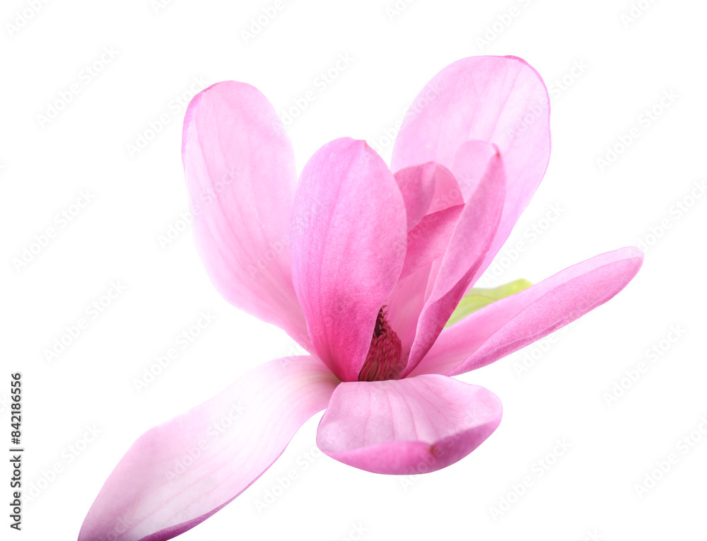 Obraz premium Beautiful pink magnolia flower isolated on white