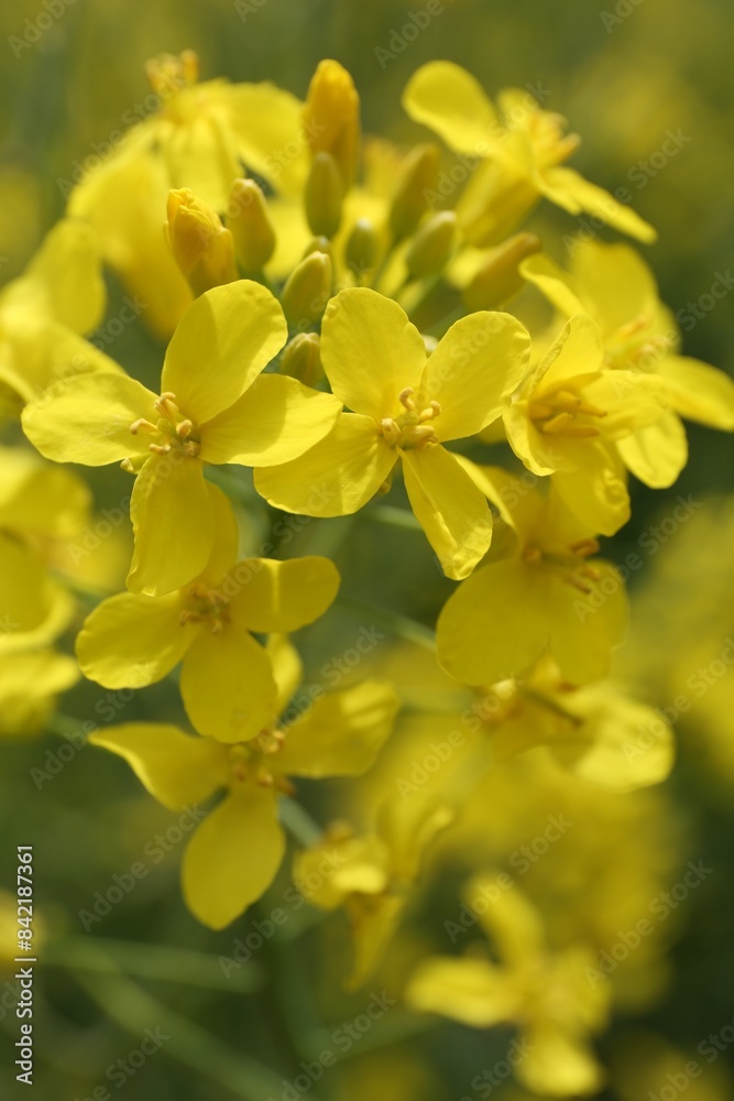 Beautiful rapeseed flowers blooming outdoors, closeup view Beautiful rapeseed flowers blooming outdoors, closeup view