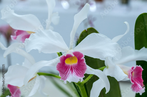 Foto Cattleya (Laelia) purpurata fma