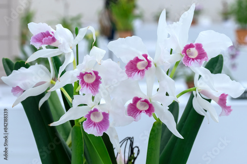 Cattleya (Laelia) purpurata carnea 'L-1', an award-winning orchid species cultivar  photo