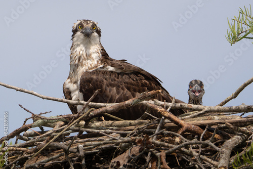 Mother Osprey and Check