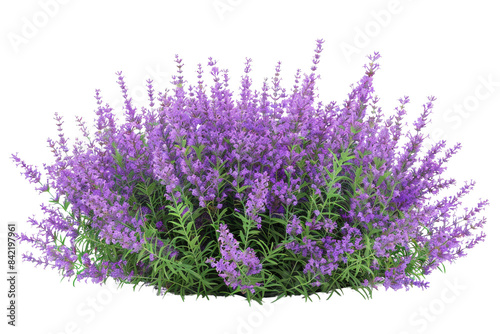 A vibrant cluster of blooming lavender flowers with rich purple hues and lush green foliage, perfect for capturing the essence of nature. photo