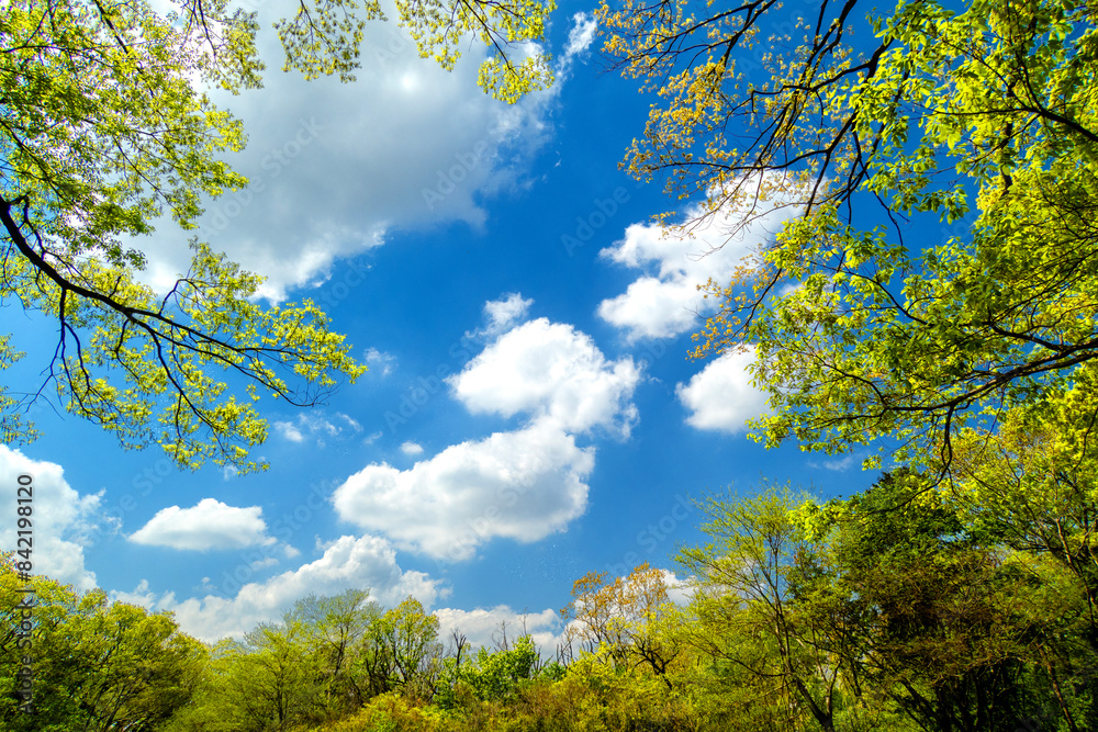 Fototapeta premium 初夏